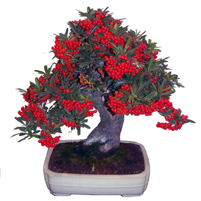 بونسای پیراکانتا کوکسینیا